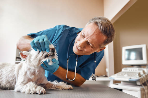 Best Emergency Treatment for Dental Infections or Abscesses in Keyser, WV